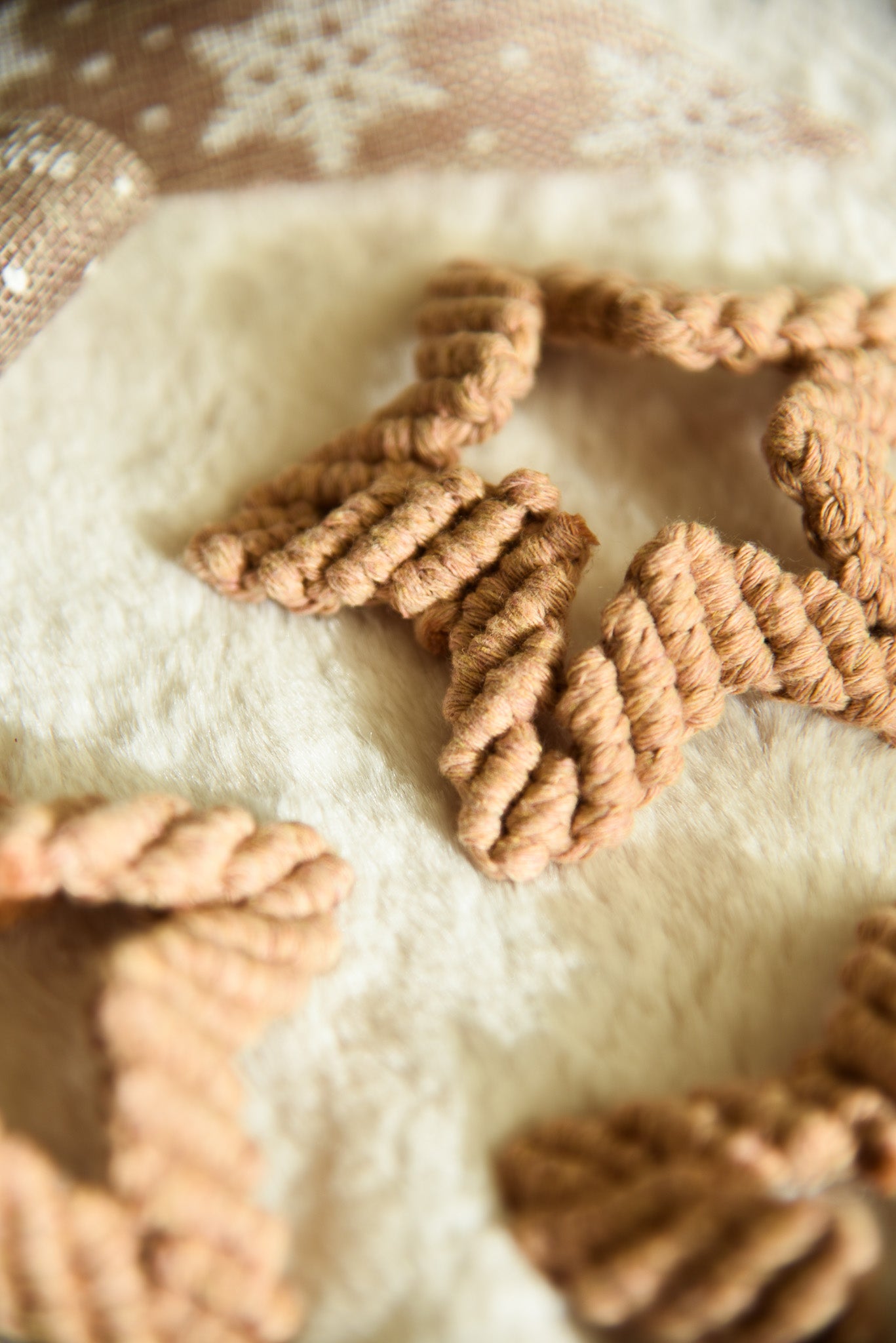 Petite étoile de noël camel